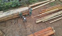 Ibama apreende cerca de mil metros cúbicos de madeira ilegal em Porto Velho (RO)