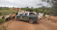 Ibama apreende gado em áreas embargadas na Amazônia