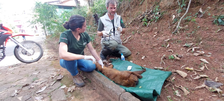 2023-09-08_Ibama_captura_bugio_invasor_de_residencias_em_Sao_Lourenco-MG