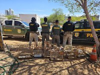 Ibama combate comércio ilegal de animais silvestres em Mossoró (RN)