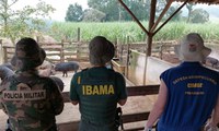 Ibama desativa criadouro clandestino de javalis em SC