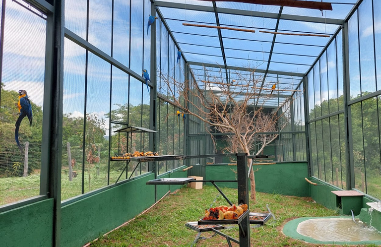 2023-12-07_Ibama_devolve_a_natureza_40_aves_silvestres_repatriadas_do_Recife-1