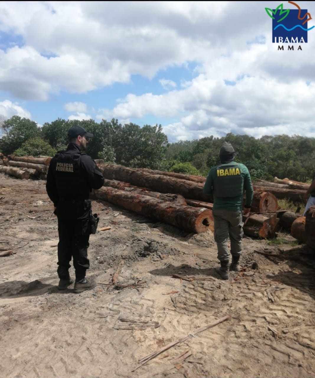 Ibama e Polícia Federal combatem extração ilegal de madeira na TI Sarauá (PA)