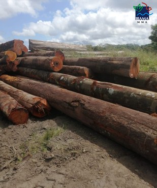 Ibama e Polícia Federal combatem extração ilegal de madeira na TI Sarauá (PA)