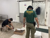 Ibama e Polícia Federal identificam cerca de 250 toneladas de lagosta capturada de forma ilegal no Ceará