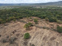 Ibama embarga 3.380 hectares de caatinga desmatados ilegalmente na Bahia