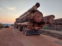 Ibama embarga e multa 41 empresas envolvidas em exploração ilegal de madeira em MT e RO