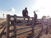 Ibama inicia retirada de rebanhos ilegais da Terra Indígena Ituna-Itatá, PA