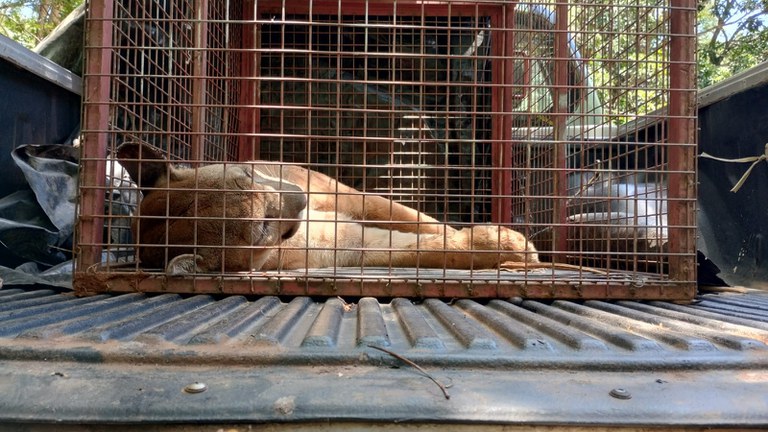 2023-11-23_onca_tratamento_GO_Ibama