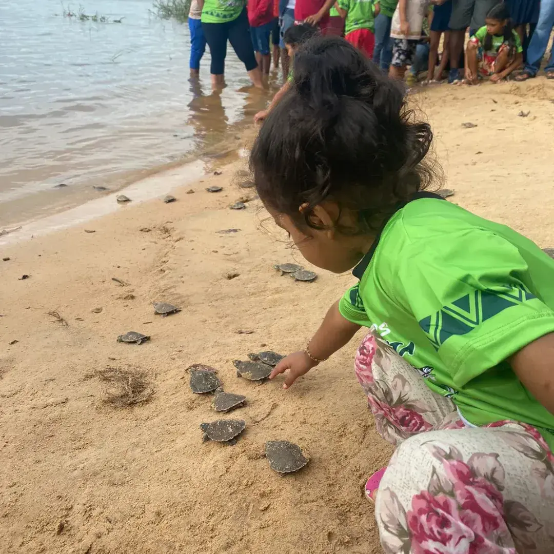 2023-02-15_soltura_tartarugas_rio-Tapajos_PA_Ibama.jpg
