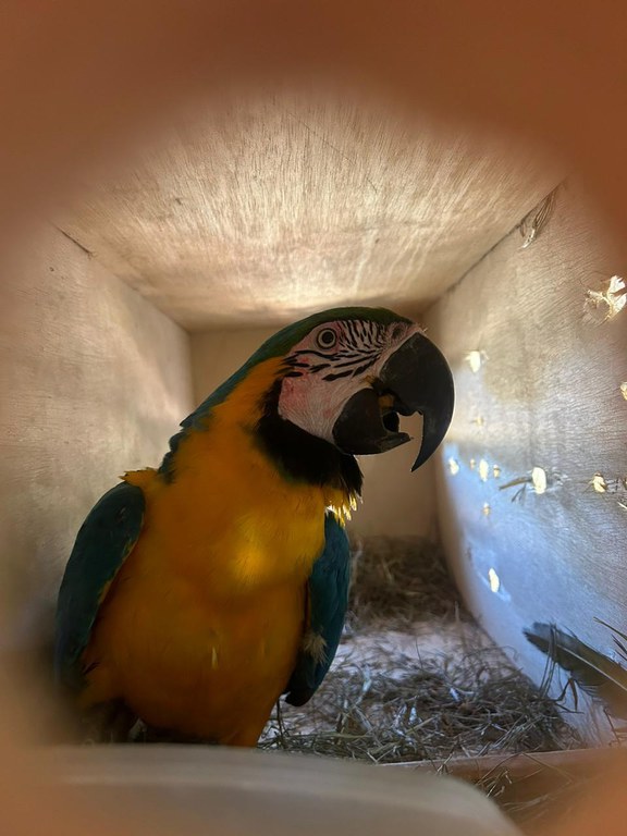 2023-11-21_Ibama_repatria_40_aves_silvestres