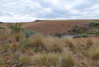 Nota de esclarecimento sobre operações do Ibama para proteção de campos de altitude em SC
