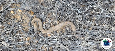 2023-09-13_Prevfogo_controla_incendio_na_BR-319-AM