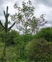 Programa de Reposição Florestal aprovado pelo Ibama restaura 240 hectares de caatinga em municípios pernambucanos