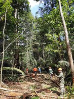 Projeto do Ibama em conjunto com a Expertise France oferece curso de Manejo Florestal Sustentável a órgãos ambientais