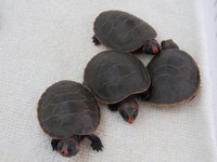 Répteis e aracnídeos da fauna brasileira apreendidos na Argentina são repatriados para o Brasil