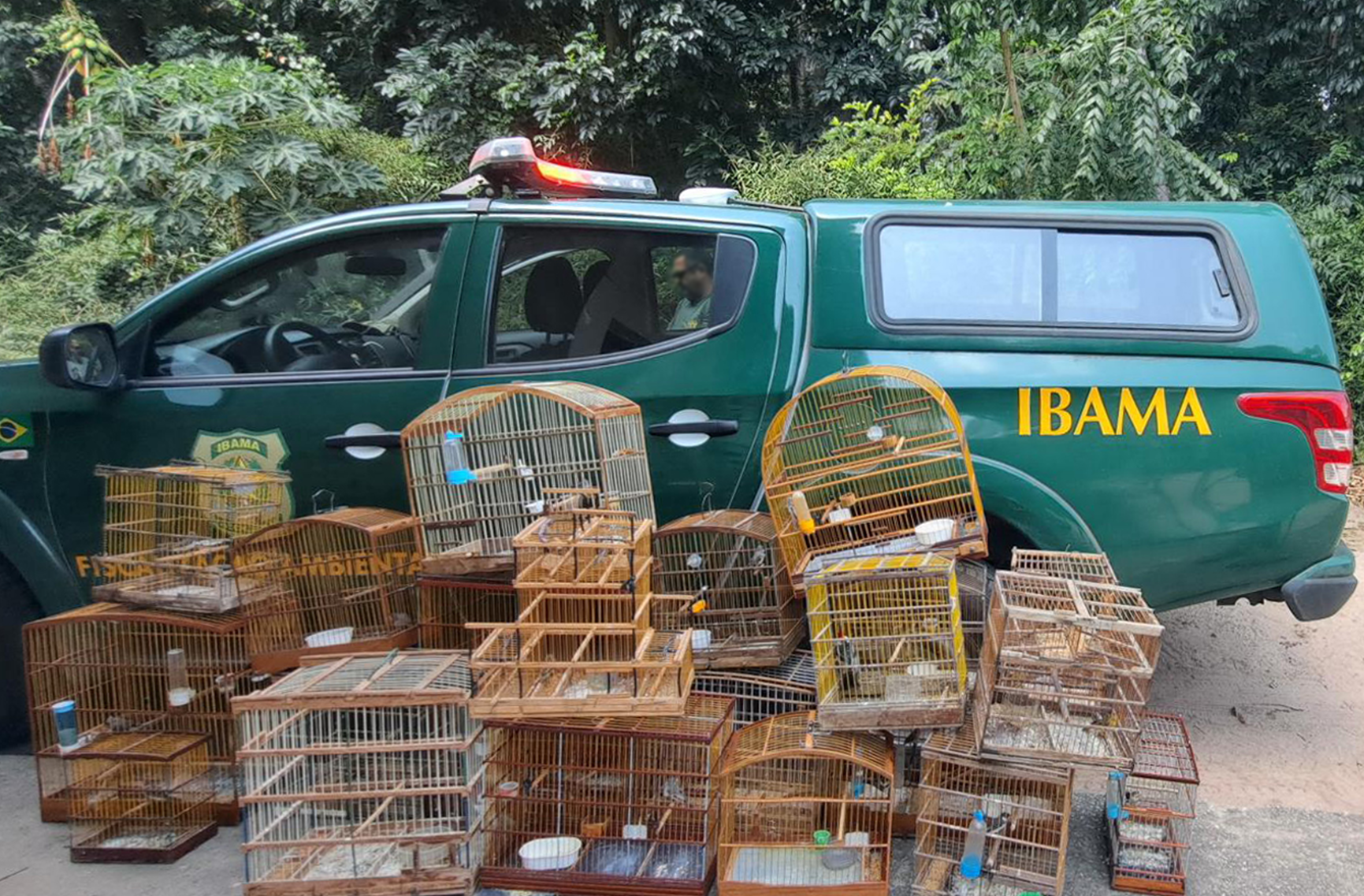 Gaiolas apreendidas na operação contra o tráfico de animais silvestre na Paraíba