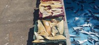 Ibama apreende 500 kg de barbatanas de tubarão durante operação no ES