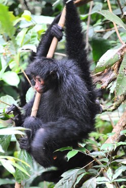 2024-03-28_Ibama_devolve_a_natureza_dezenas_de_animais_resgatados_na_Amapa-2