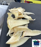 Ibama e Receita Federal apreendem quase 100 quilos de barbatanas de tubarão em Fortaleza