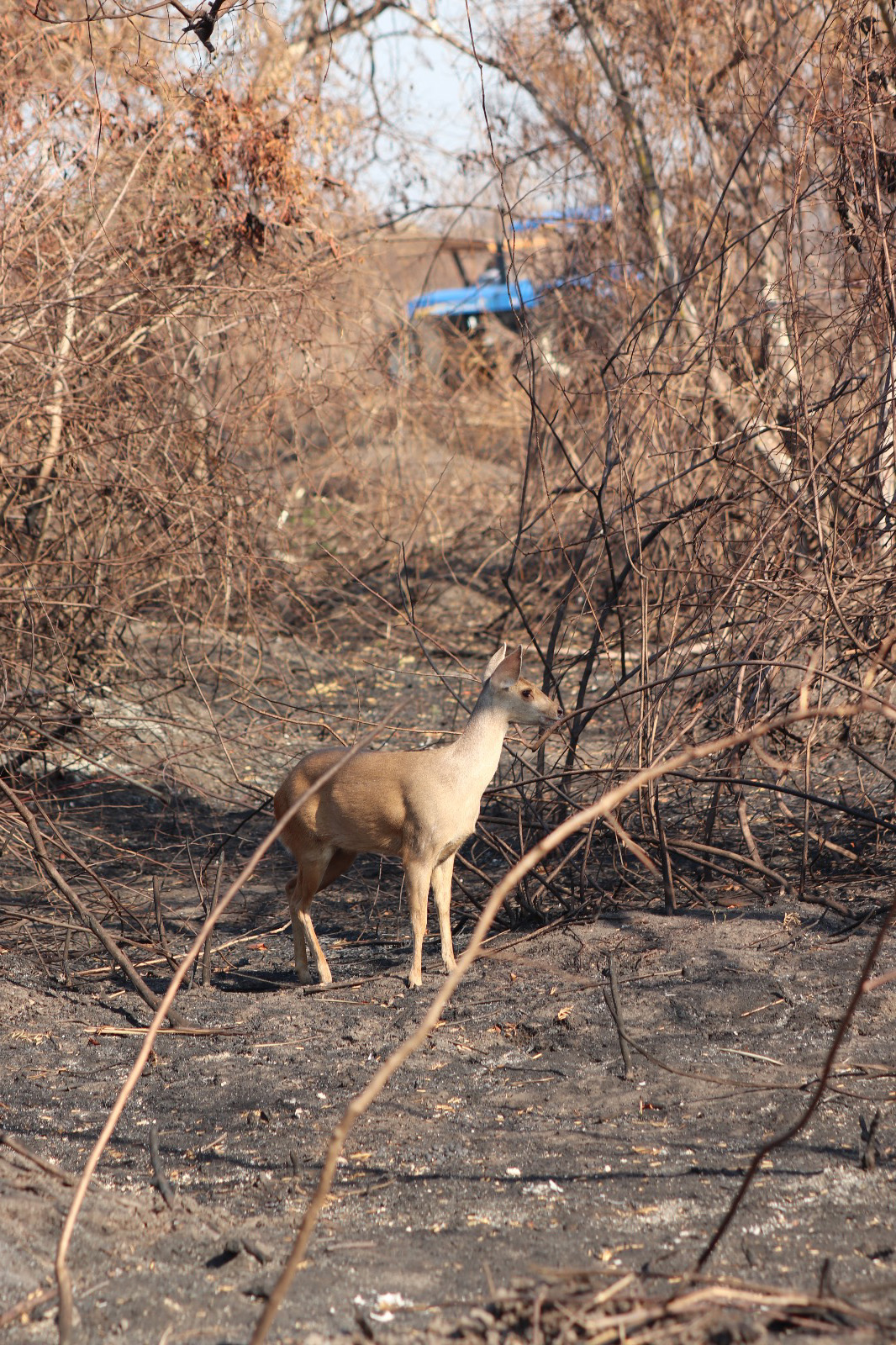 Foto de um veado em meio ao desmatamento no pantanal