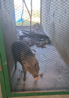 Ibama inicia programa-piloto de Enriquecimento Ambiental (EA) para animais silvestres no DF