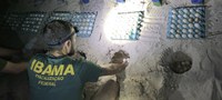 Ibama resgata mais de 600 ovos de tartarugas das mãos de criminosos no Pará