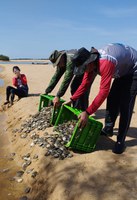 Ibama/TO comemora 39 anos do Programa Quelônios da Amazônia no estado