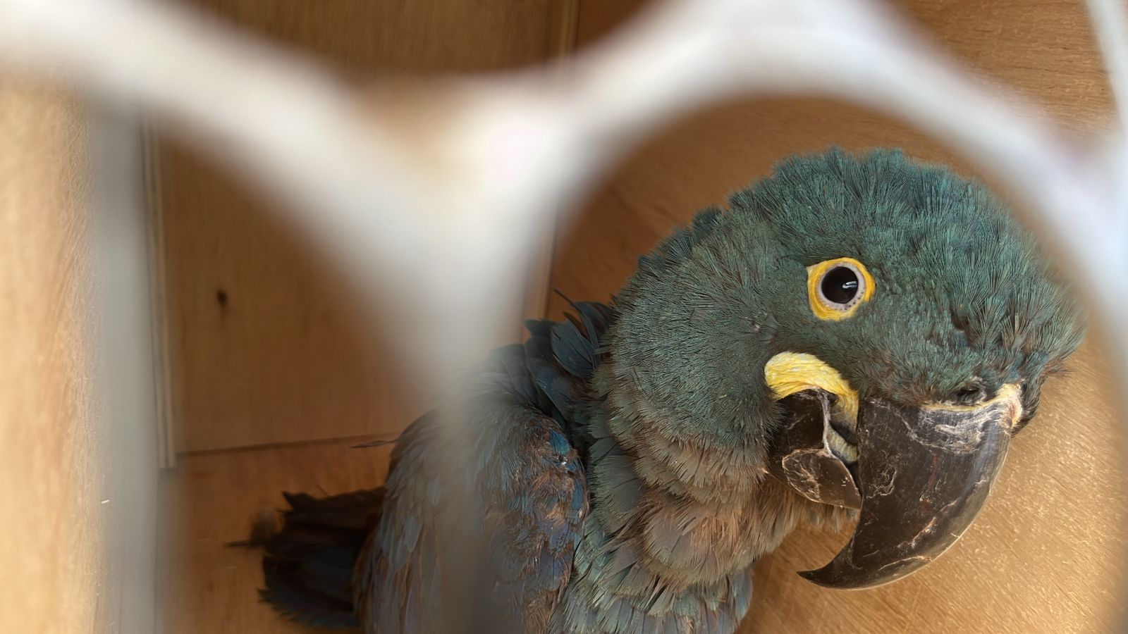 2024-04-09_Araras_Ibama