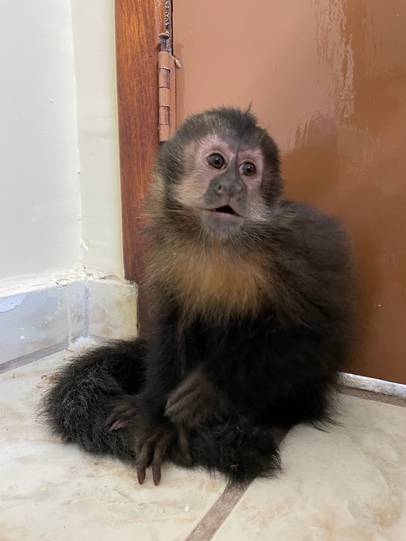 2024-06-03_Operacao_do_Ibama_e_Policia_Federal_apreende_macacos-prego_comercializados_ilegalmente_no_Rio_de_Janeiro