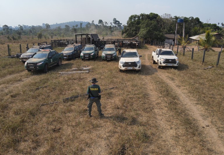 Operação do Ibama retira 550 animais criados ilegalmente na TI Apyterewa