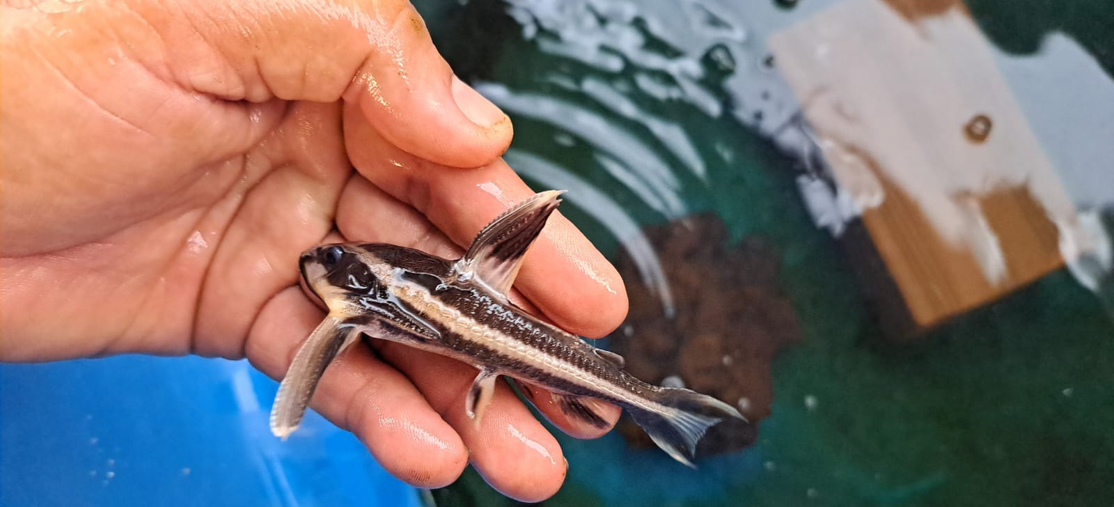 Foto do peixe Armado Colorido