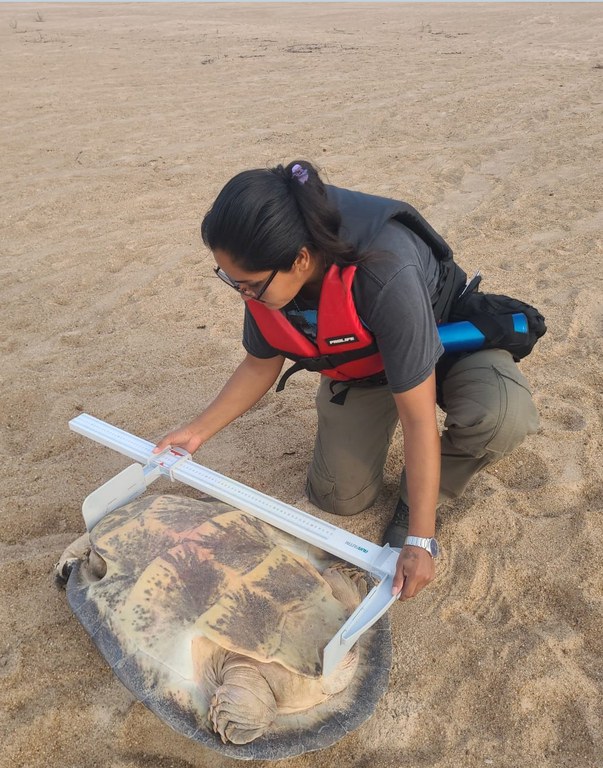 PQA realiza pesagem e medição de mais de 300 tartarugas-da-amazônia, em RO