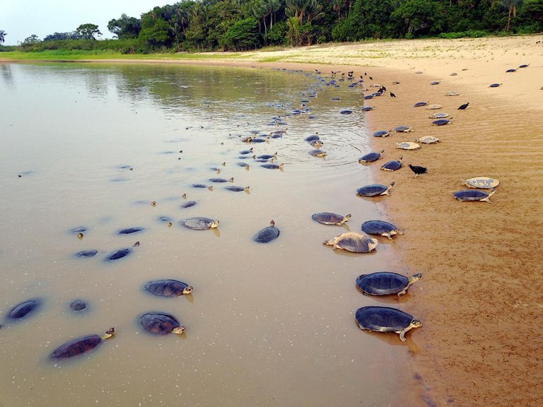 2024-01-11_PQA_Amazonia_Acompanha_Nascimento_de_930_Mil_filhotes_Paulo_Lopes