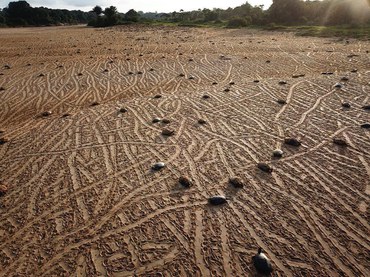 2024-01-11_PQA_Amazonia_Acompanha_Nascimento_de_930_Mil_filhotes_Paulo_Lopes-02