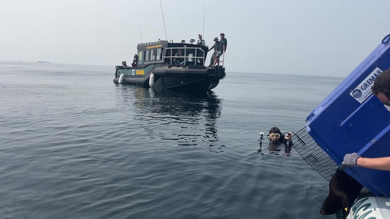 Projeto de Monitoramento de Praias devolve à natureza 7 pinguins e um lobo-marinho