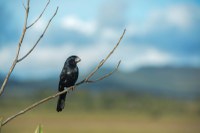 Sistema SisPass terá maior segurança na gestão do plantel