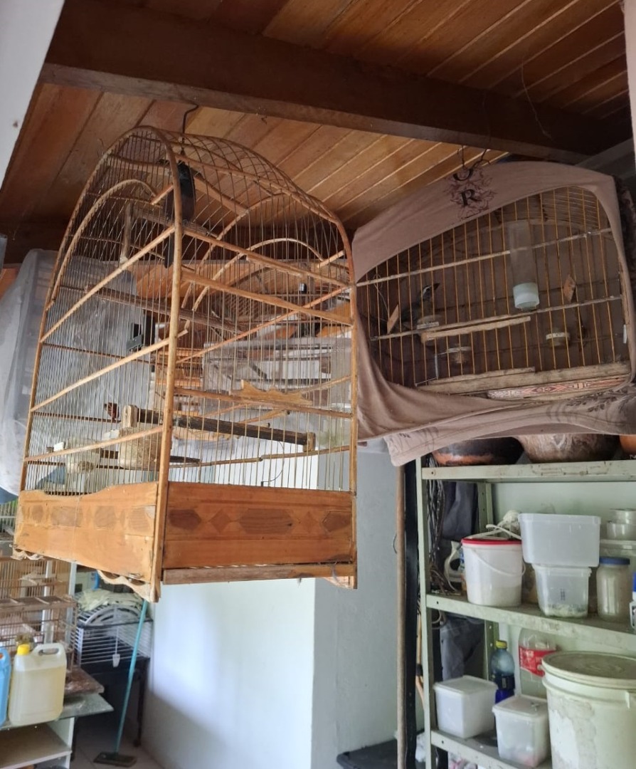 2025 04 11 Aves silvestres eram criadas ilegalmente em SC.jpg