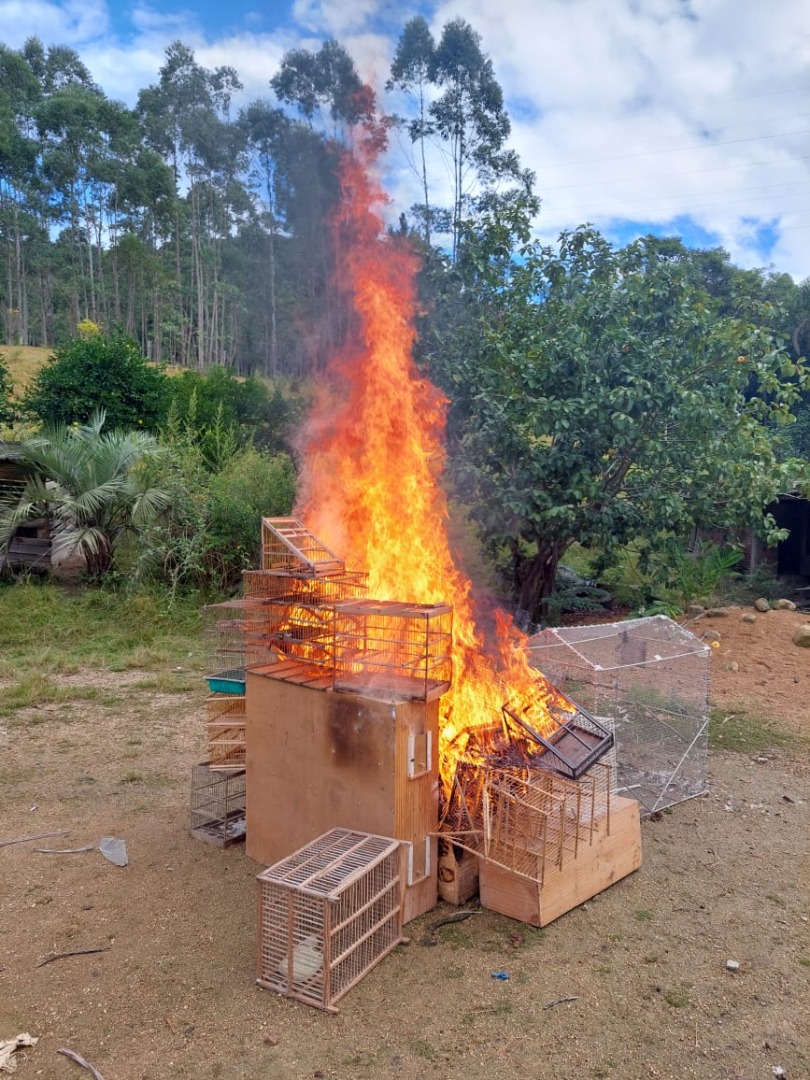 2025 04 11 Gaiolas que acondicionavam aves silvestres capturadas foram destruídas.jpg