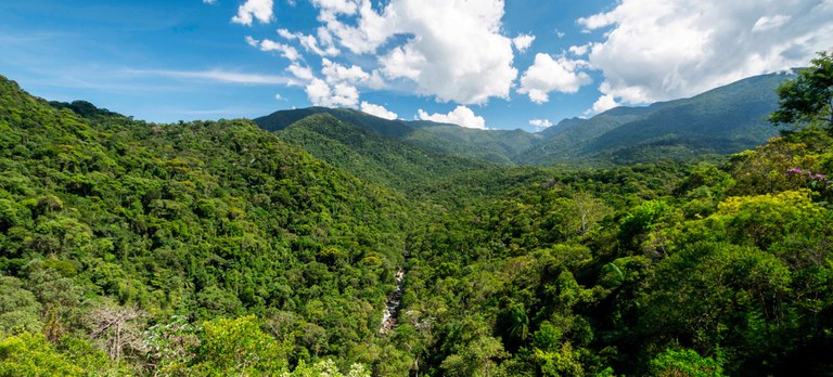 2025-05-27 O reflorestamento é essencial para a recuperação do bioma.jpeg