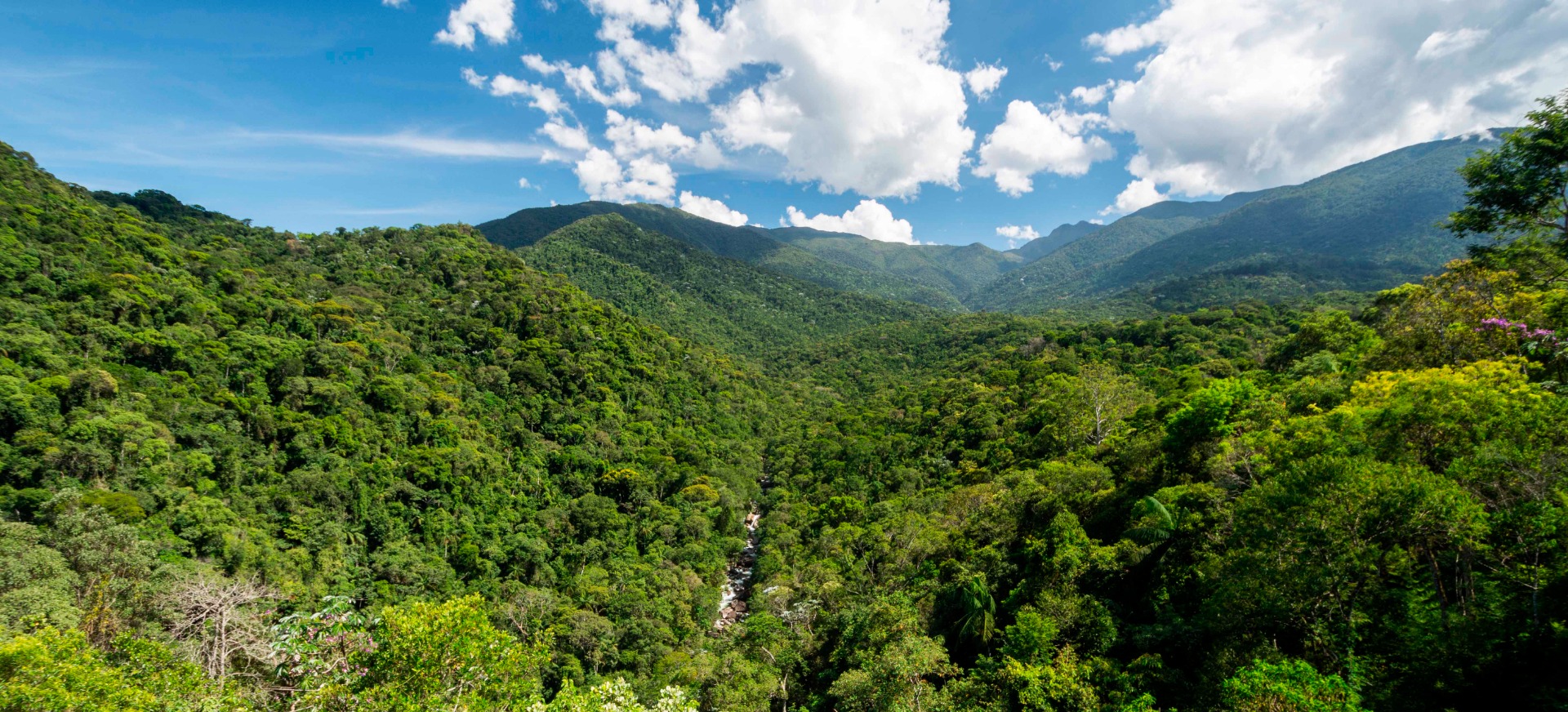 2025-05-27 O reflorestamento é essencial para a recuperação do bioma.jpeg