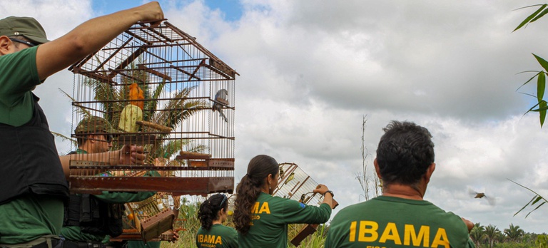 2025-09-26 Agentes soltam aves após operação do Ibama.jpg