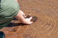 3 em cada 4 animais silvestres voltaram à natureza após reabilitação no Ibama