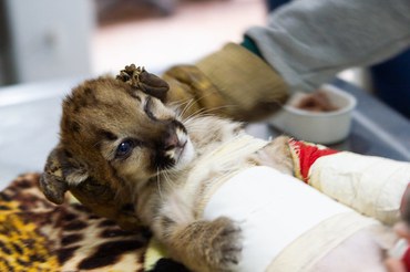 2025-09-26 Filhote de felino em reabilitação no Cetas-GO.jpg