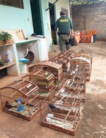 35 aves silvestres são apreendidas em operação contra o tráfico de fauna em MG