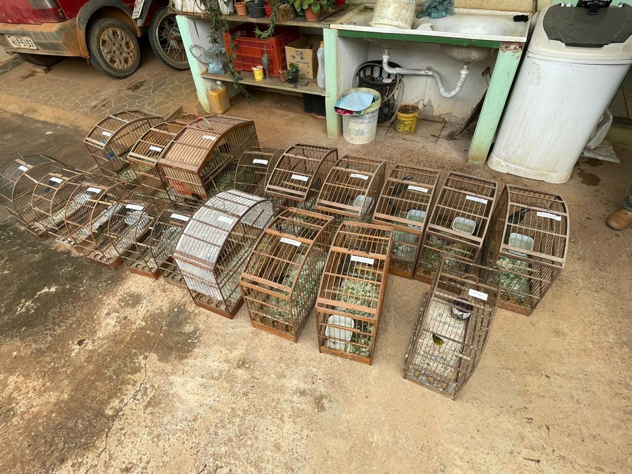 2025-10-21 Gaiolas em condições sanitárias inadequadas, onde aves eram mantidas.jpeg