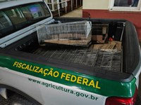 60 aves ornamentais são resgatadas na fronteira com a Argentina