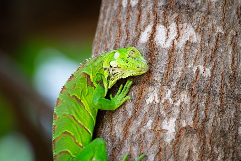 Iguana solta na caatinga norte-mineira