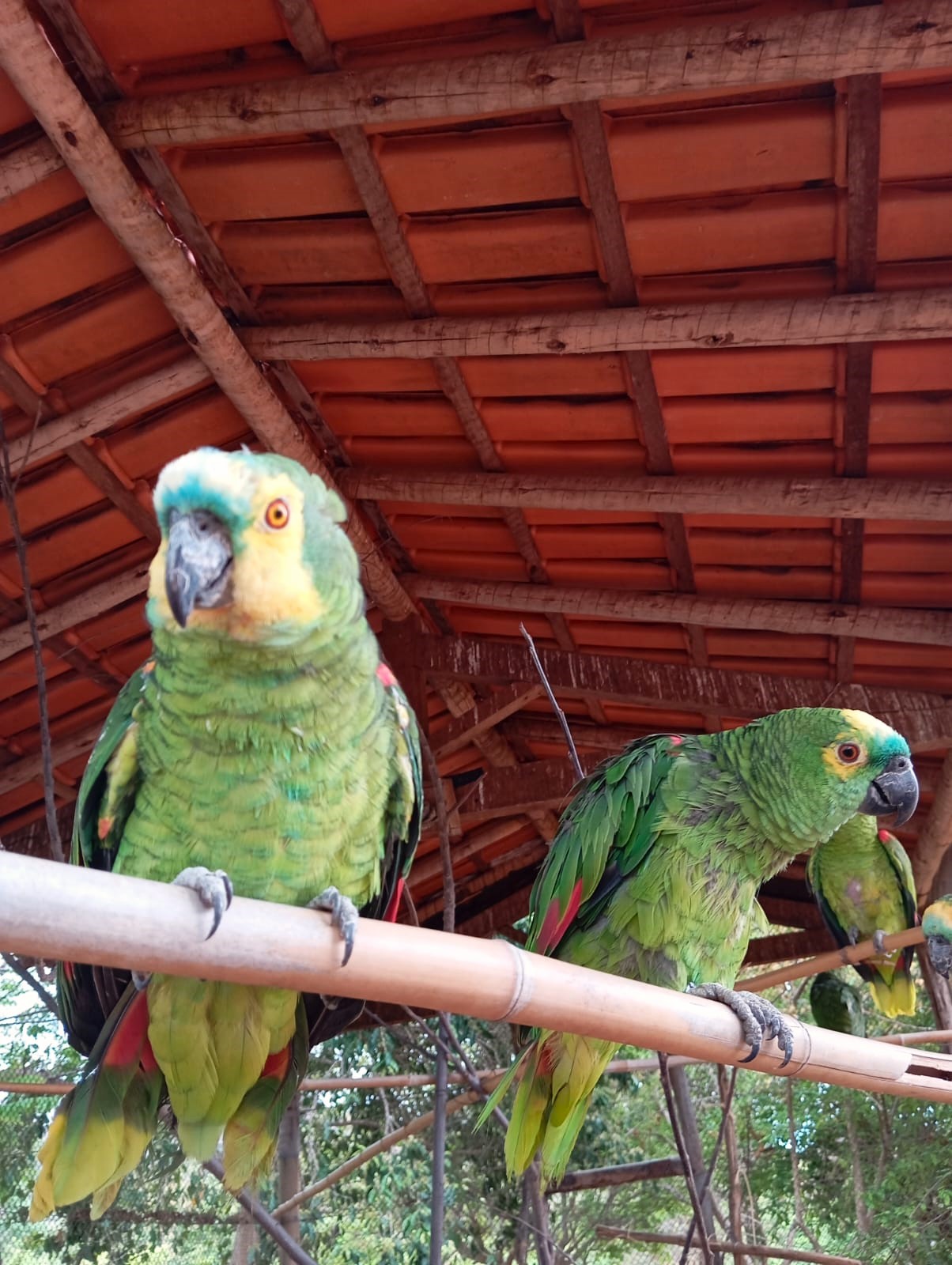 Psitacídeos em reabilitação no ASAS