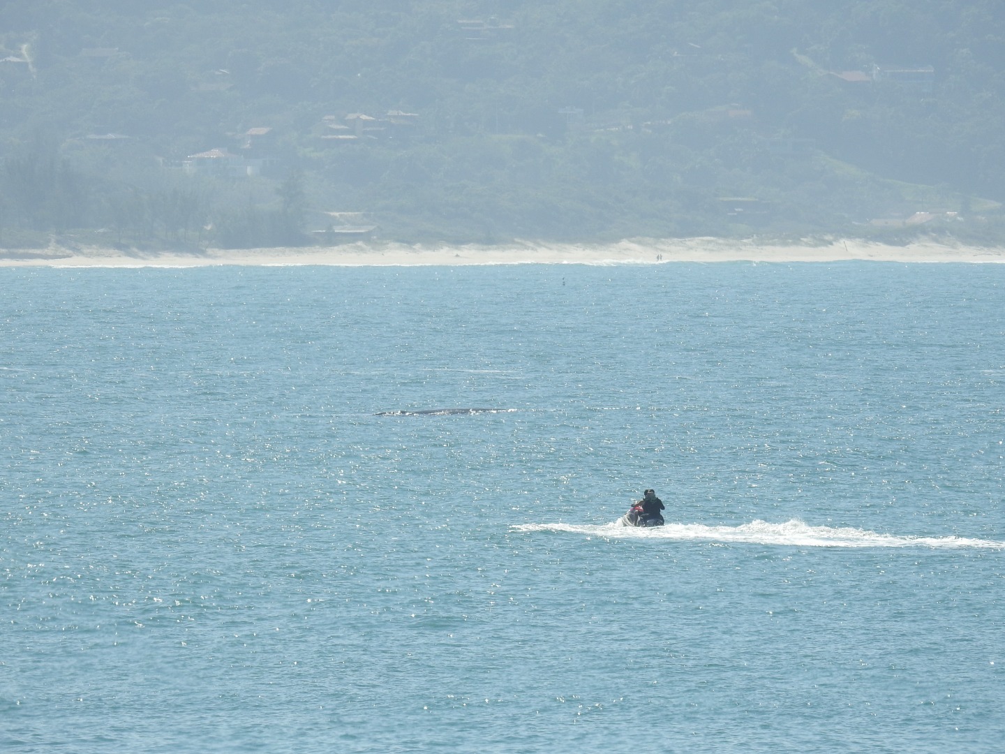 2025-09-12 Pessoas flagradas em moto aquática próximo a baleias em SC.JPG